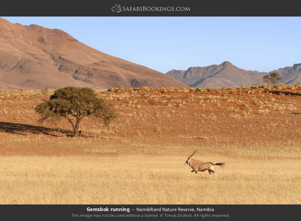 Gemsbok running in NamibRand Nature Reserve, Namibia