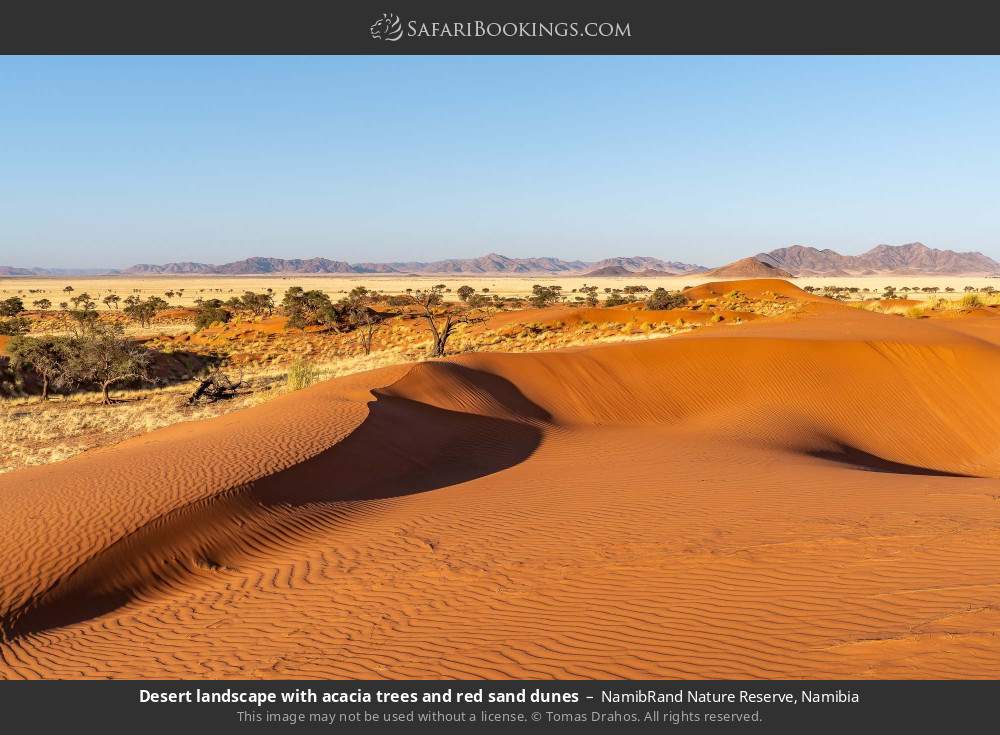 Desert landscape with acacia trees and red sand dunes in NamibRand Nature Reserve, Namibia