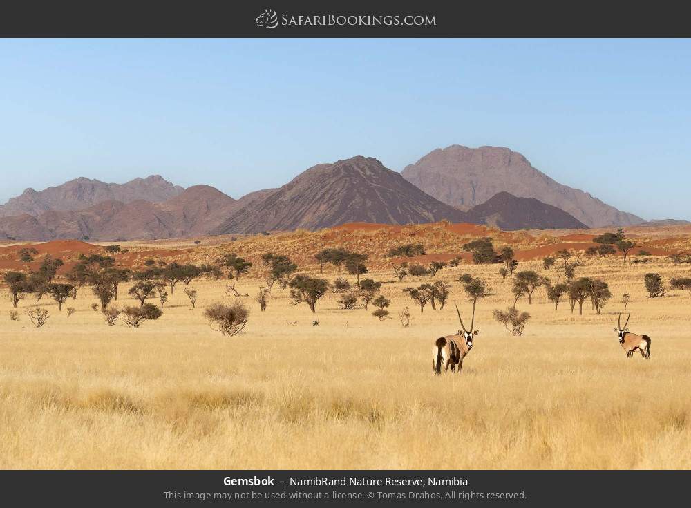 Gemsbok in NamibRand Nature Reserve, Namibia