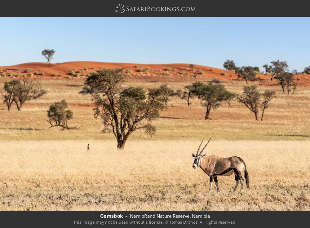 Gemsbok in NamibRand Nature Reserve, Namibia