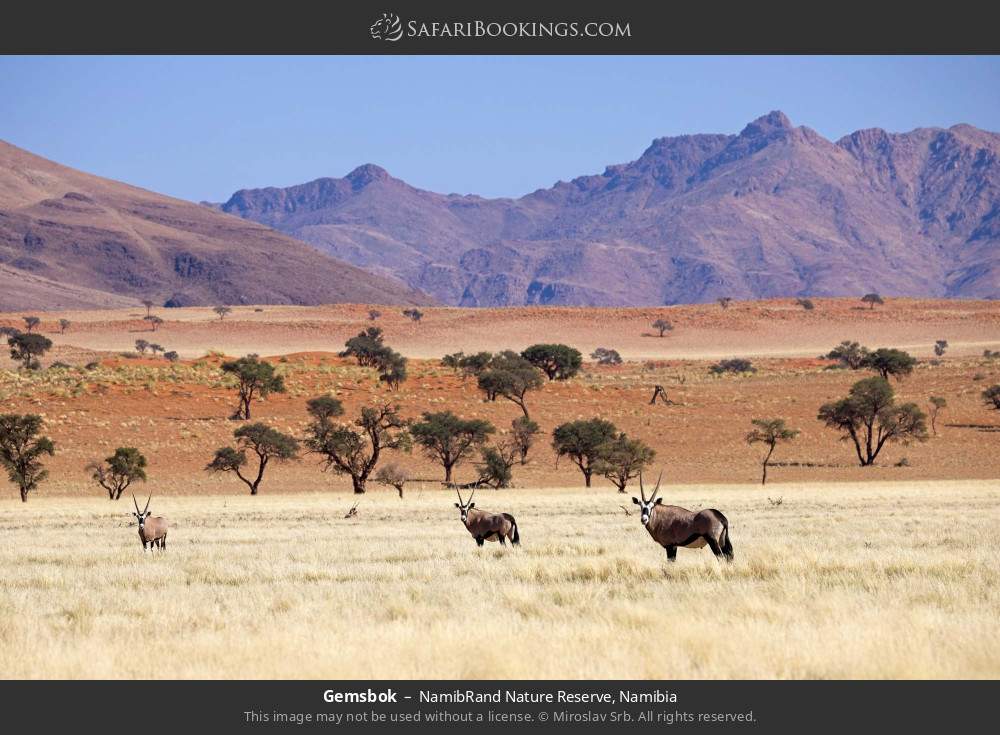 Gemsbok in NamibRand Nature Reserve, Namibia