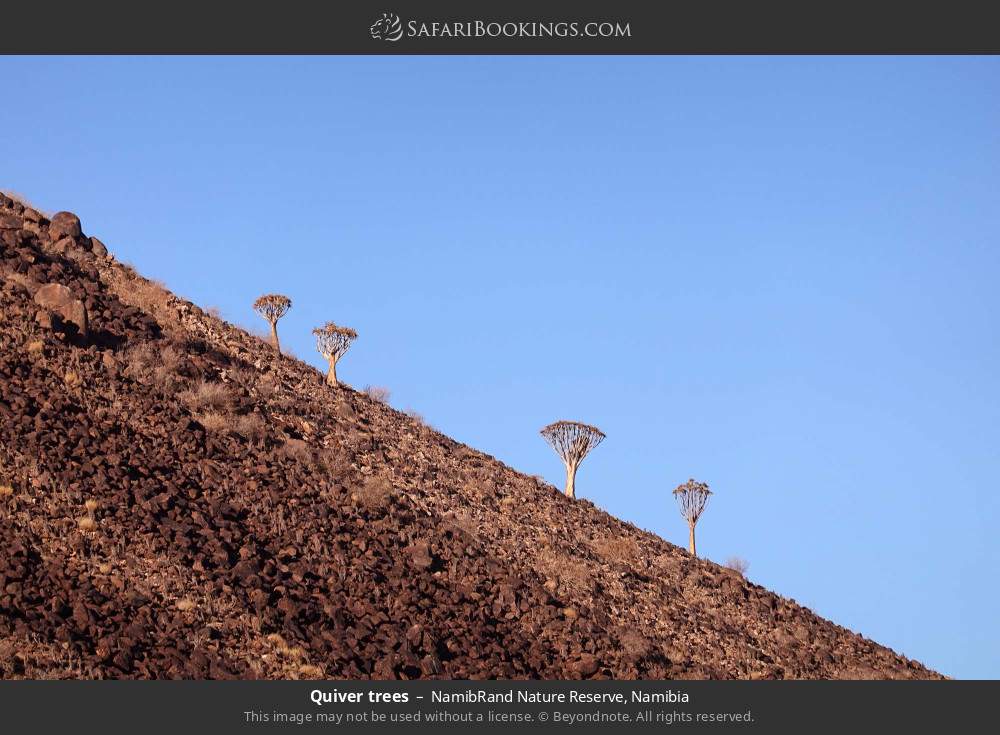 Quiver trees in NamibRand Nature Reserve, Namibia