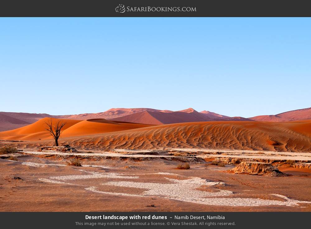 Namibia Safari: 6-Day Namib Desert & Etosha Tour Safari to Go