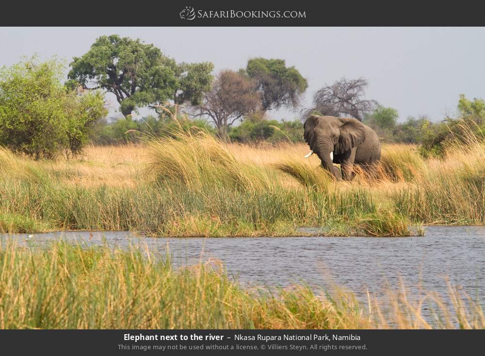 Elephant next to the river in Nkasa Rupara National Park, Namibia