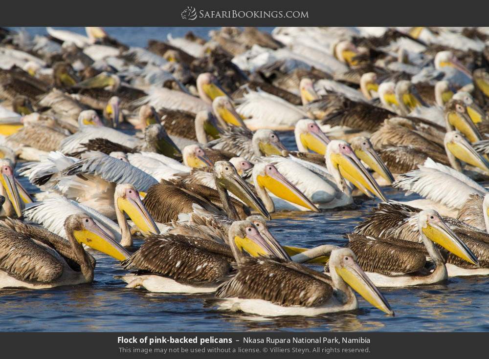 Flock of pink-backed pelicans in Nkasa Rupara National Park, Namibia