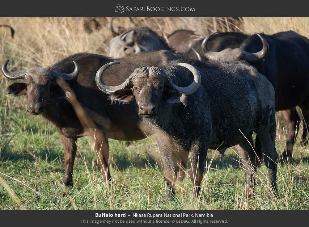 Buffalo herd in Nkasa Rupara National Park, Namibia