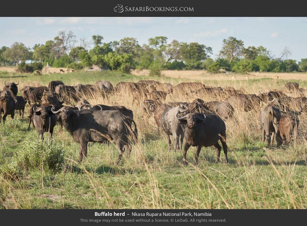 Buffalo herd in Nkasa Rupara National Park, Namibia