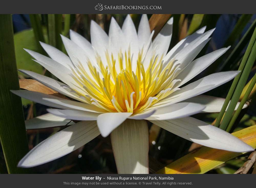Water lily in Nkasa Rupara National Park, Namibia