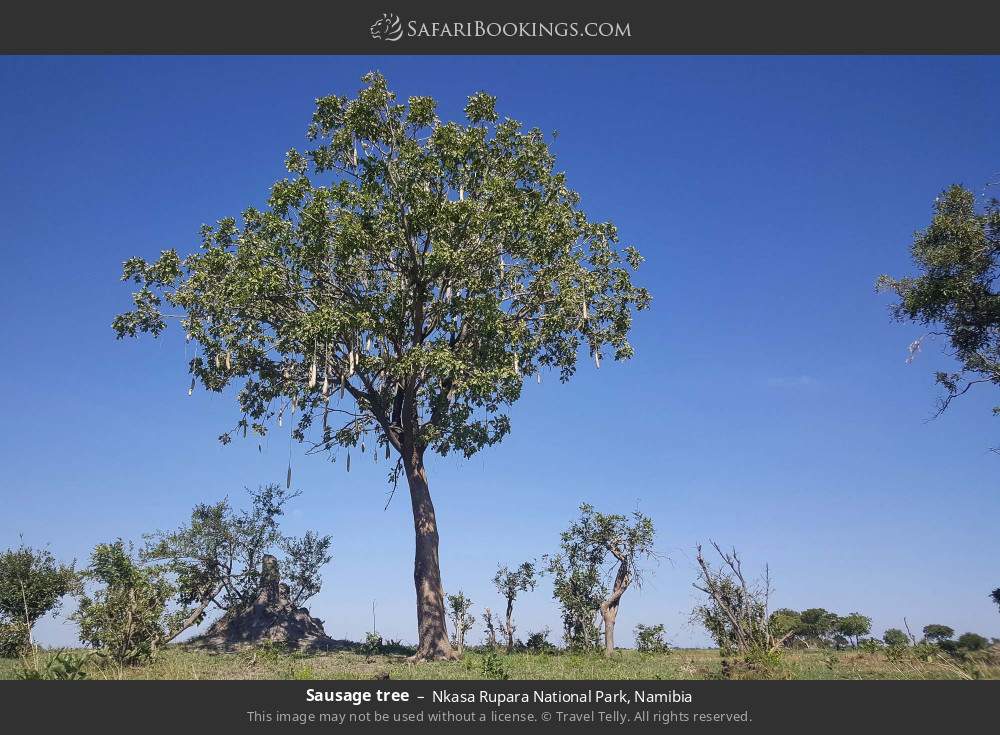 Sausage tree in Nkasa Rupara National Park, Namibia
