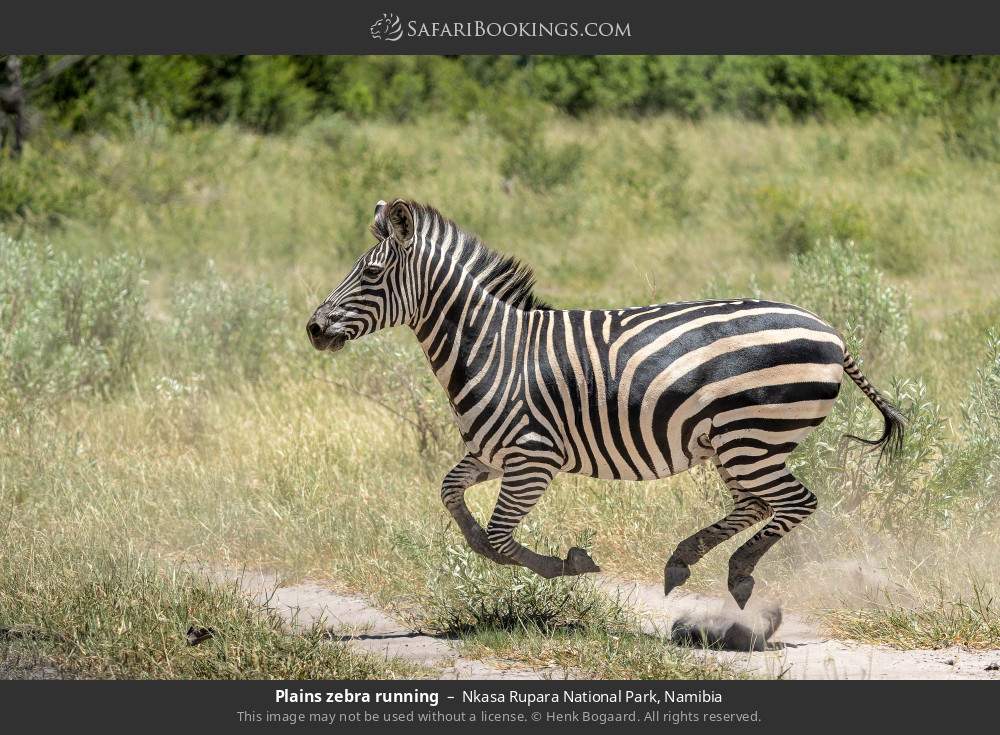 Plains zebra running in Nkasa Rupara National Park, Namibia