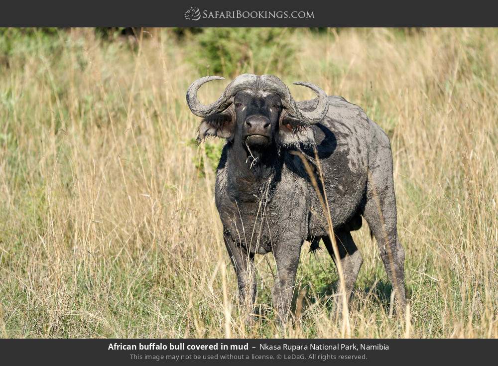 African buffalo bull covered in mud in Nkasa Rupara National Park, Namibia
