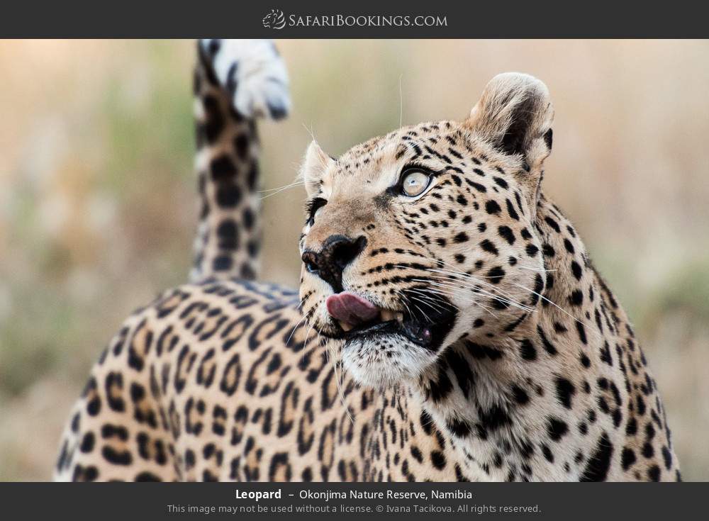 Leopard in Okonjima Nature Reserve, Namibia