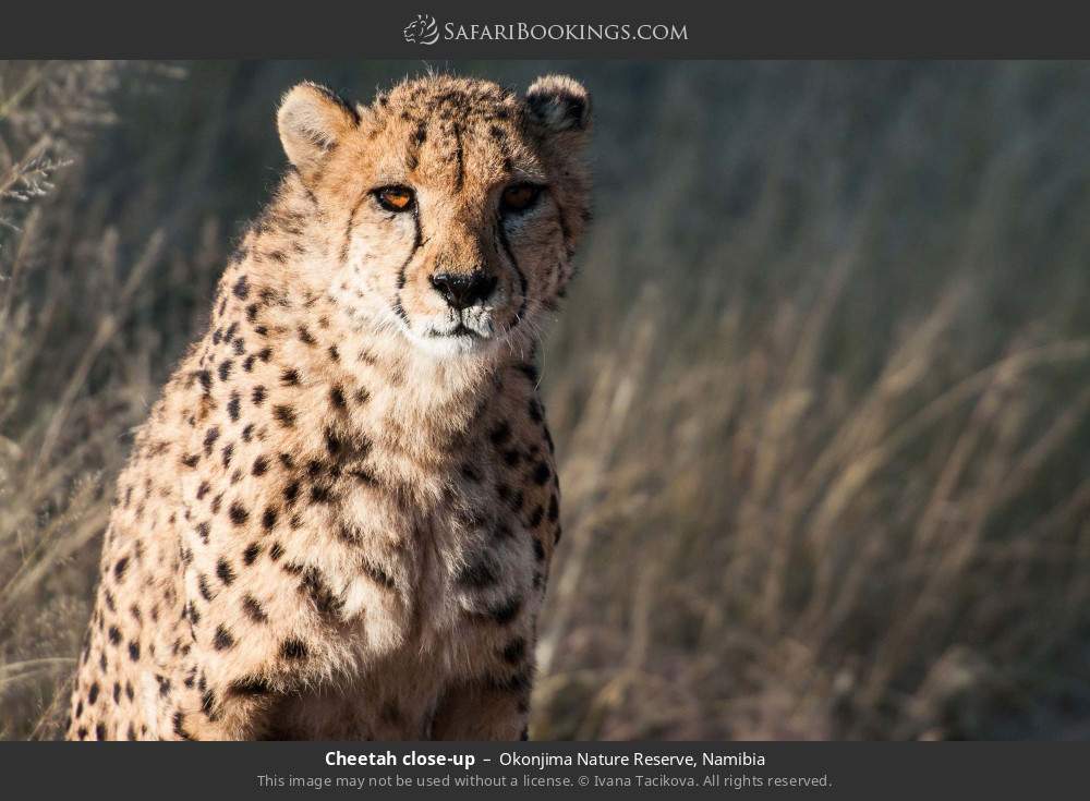 Cheetah close-up in Okonjima Nature Reserve, Namibia