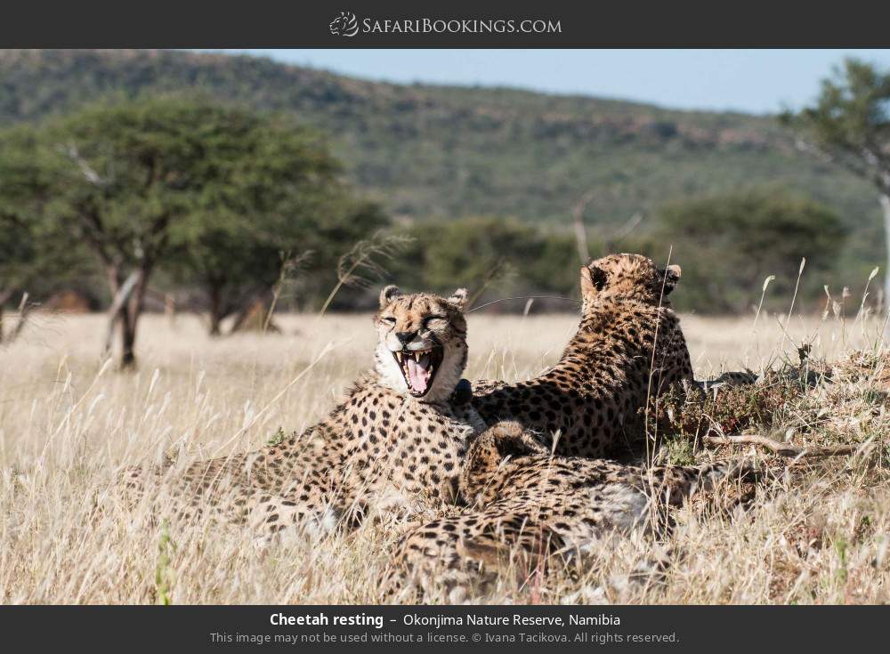 Cheetah resting in Okonjima Nature Reserve, Namibia