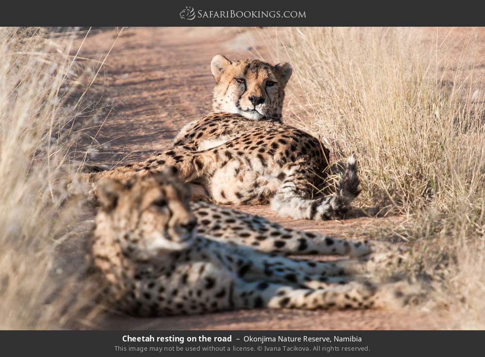 Cheetah resting on the road in Okonjima Nature Reserve, Namibia