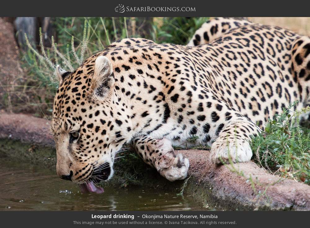 Leopard drinking in Okonjima Nature Reserve, Namibia