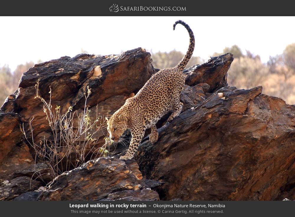 Leopard walking in rocky terrain in Okonjima Nature Reserve, Namibia