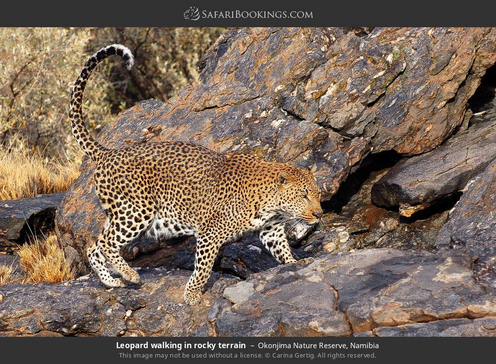 Leopard walking in rocky terrain in Okonjima Nature Reserve, Namibia