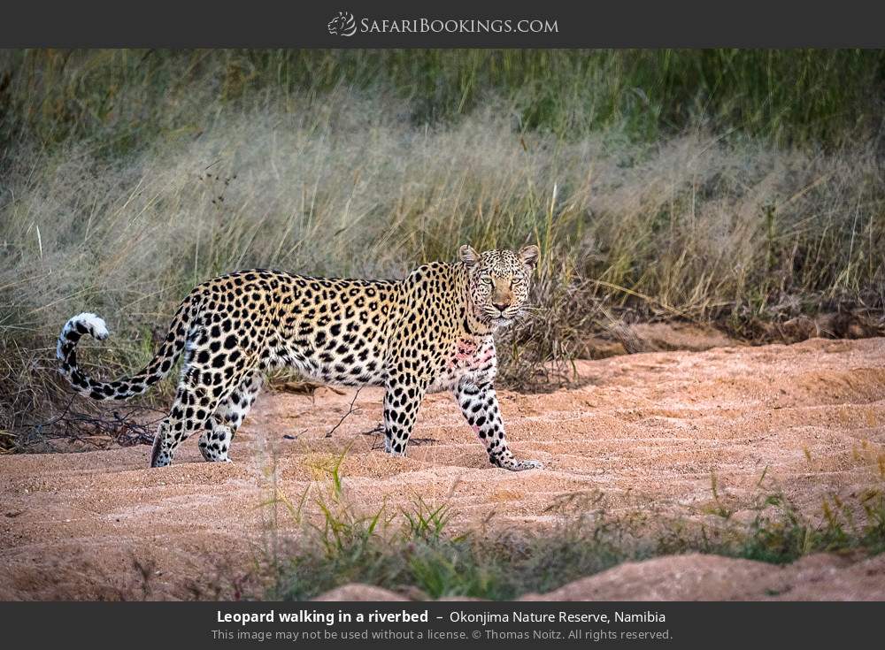 Leopard walking in a riverbed in Okonjima Nature Reserve, Namibia