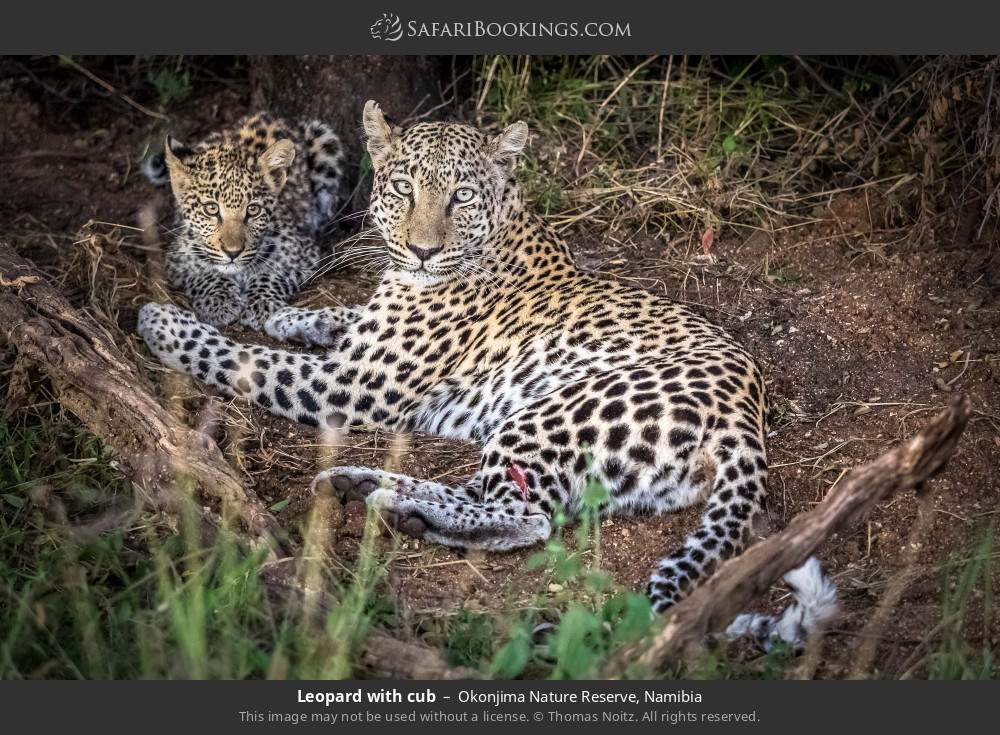 Leopard with cub in Okonjima Nature Reserve, Namibia