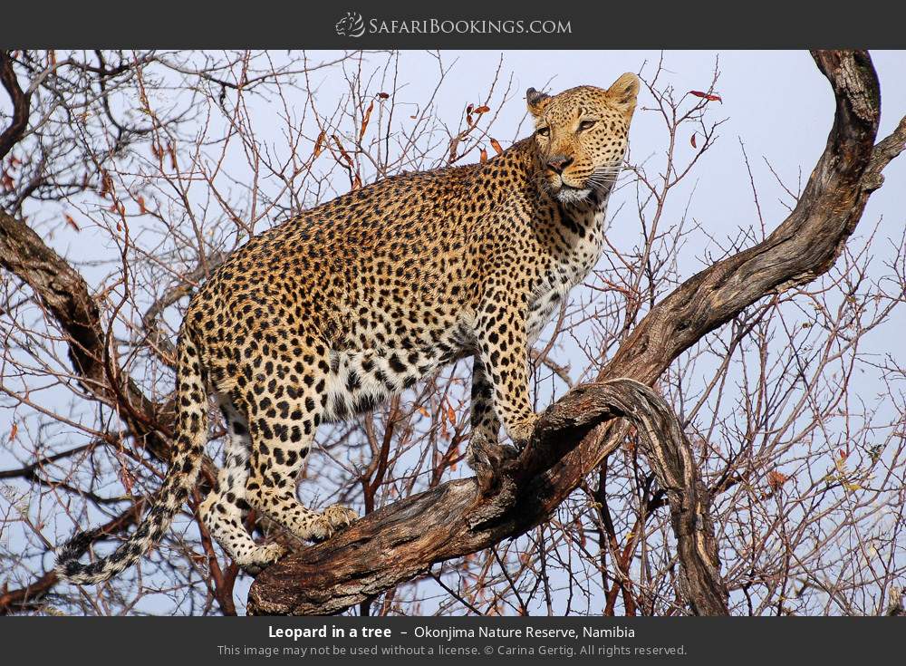 Leopard in a tree in Okonjima Nature Reserve, Namibia