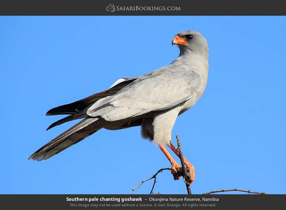 Southern pale chanting goshawk in Okonjima Nature Reserve, Namibia