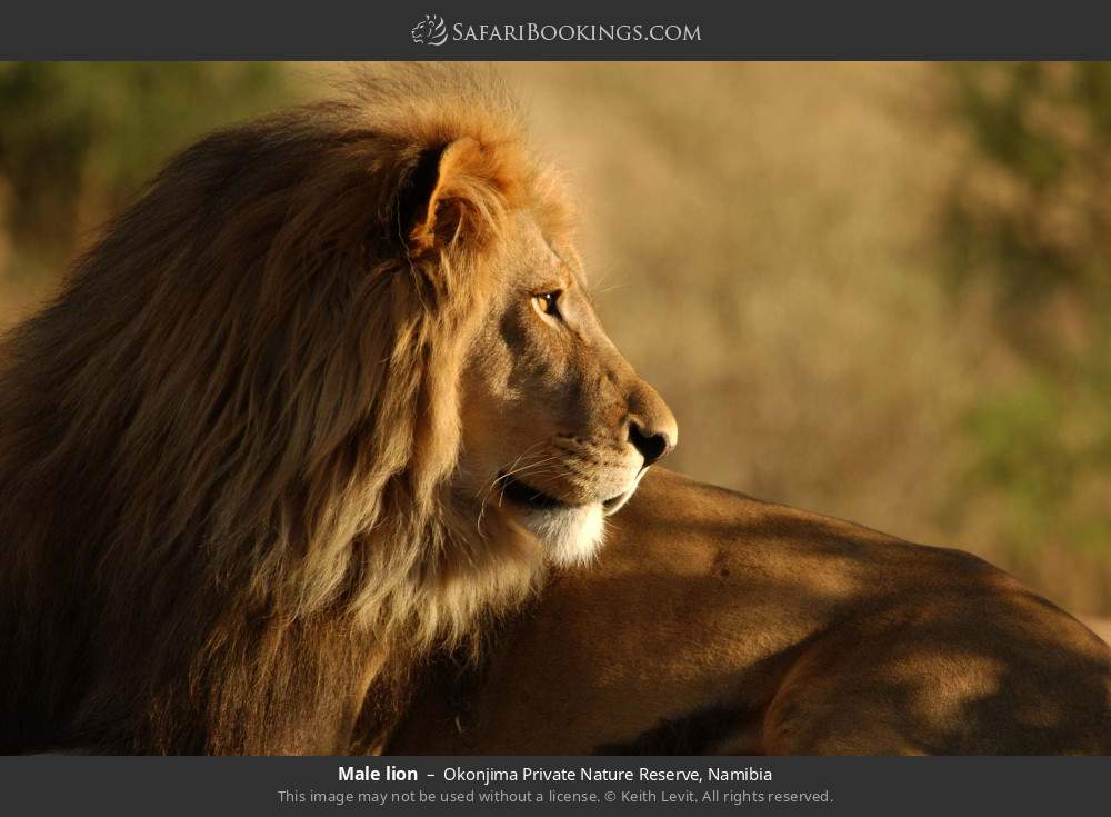 Male lion in Okonjima Private Nature Reserve, Namibia