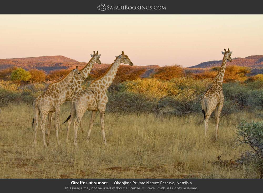 Giraffes at sunset in Okonjima Private Nature Reserve, Namibia