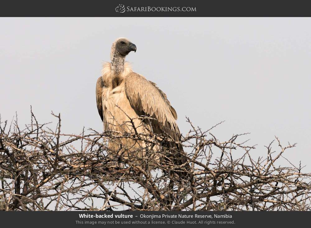 White-backed vulture in Okonjima Private Nature Reserve, Namibia