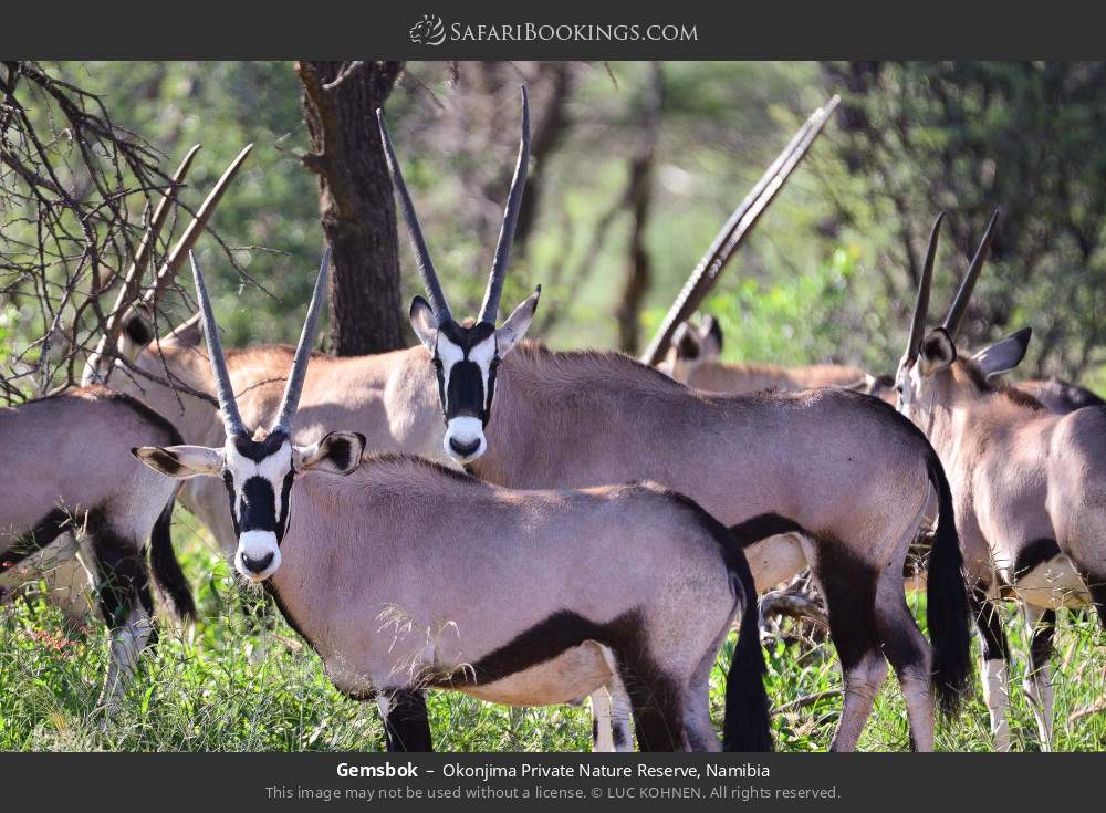 Gemsbok in Okonjima Private Nature Reserve, Namibia