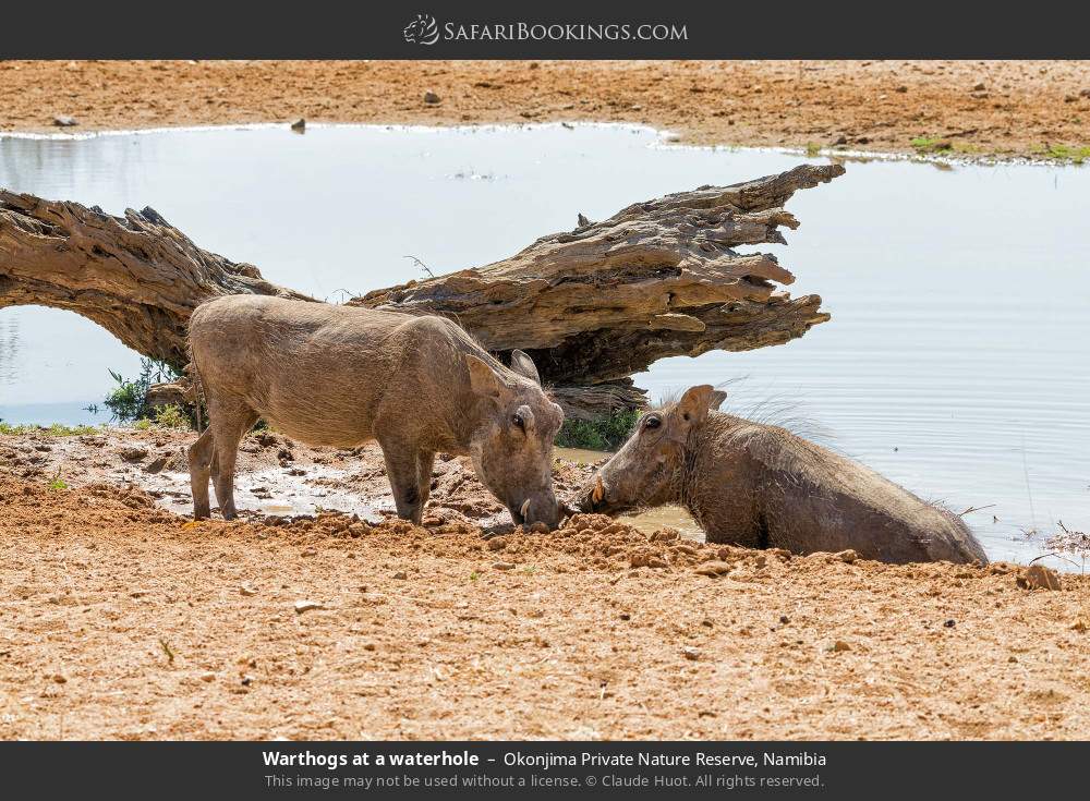 Warthogs at a waterhole in Okonjima Private Nature Reserve, Namibia