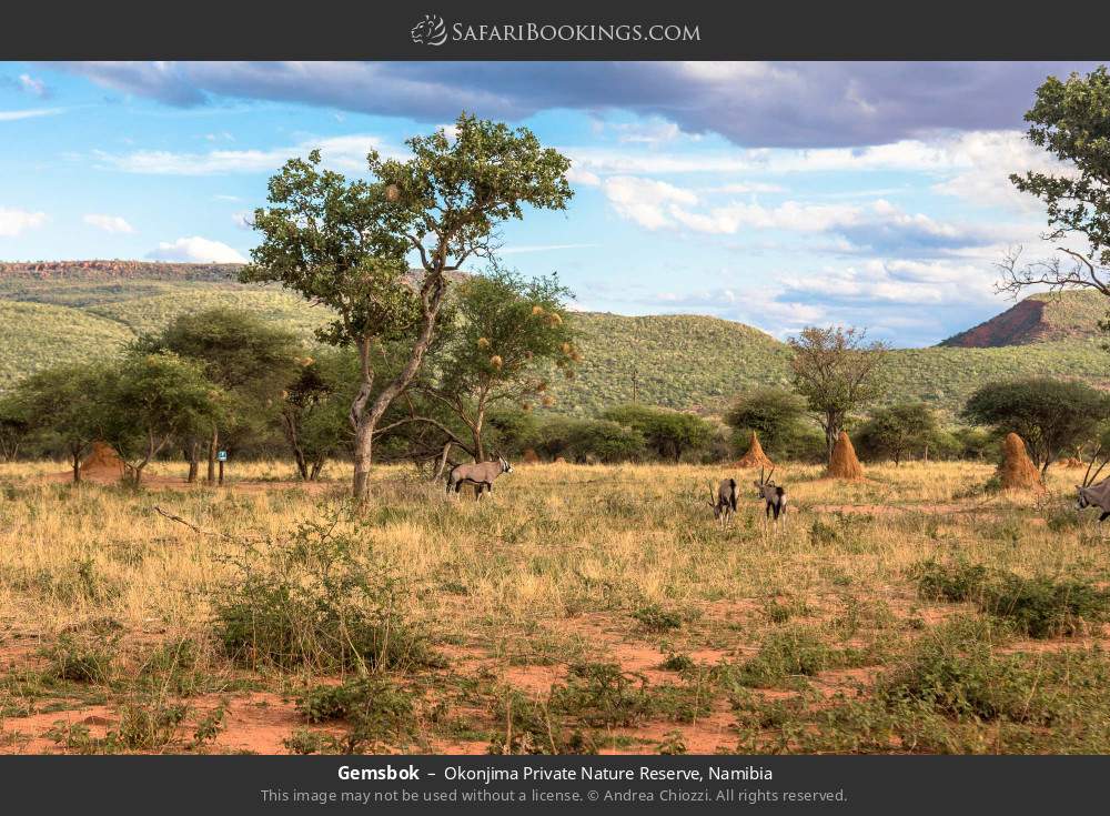 Gemsbok in Okonjima Private Nature Reserve, Namibia