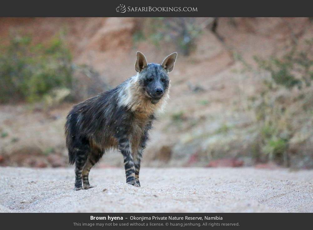 Brown hyena in Okonjima Private Nature Reserve, Namibia