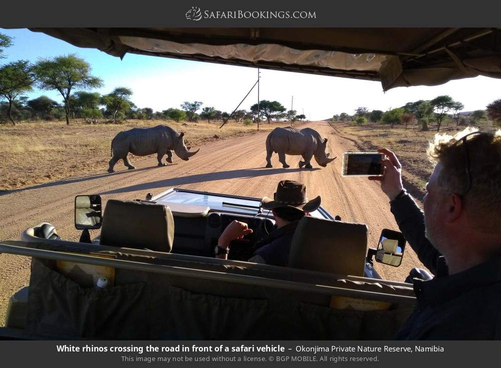 White rhinos crossing the road in front of a safari vehicle in Okonjima Private Nature Reserve, Namibia