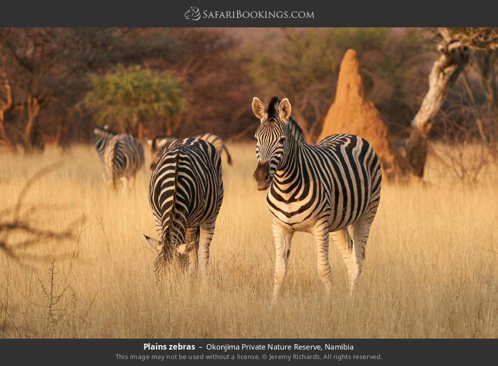 Plains zebras in Okonjima Private Nature Reserve, Namibia