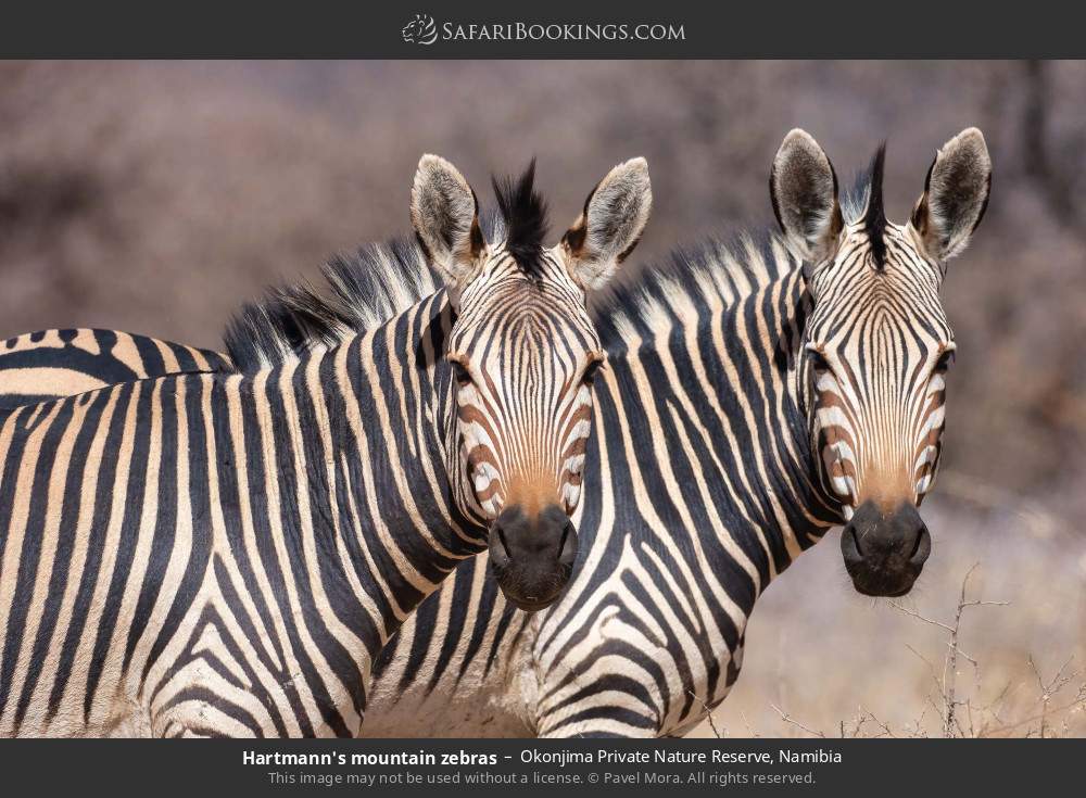 Hartmann's mountain zebras in Okonjima Private Nature Reserve, Namibia