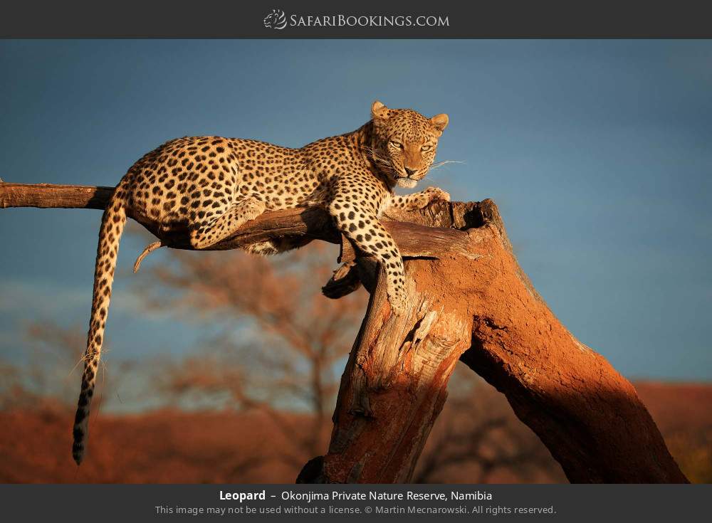 Leopard in Okonjima Private Nature Reserve, Namibia