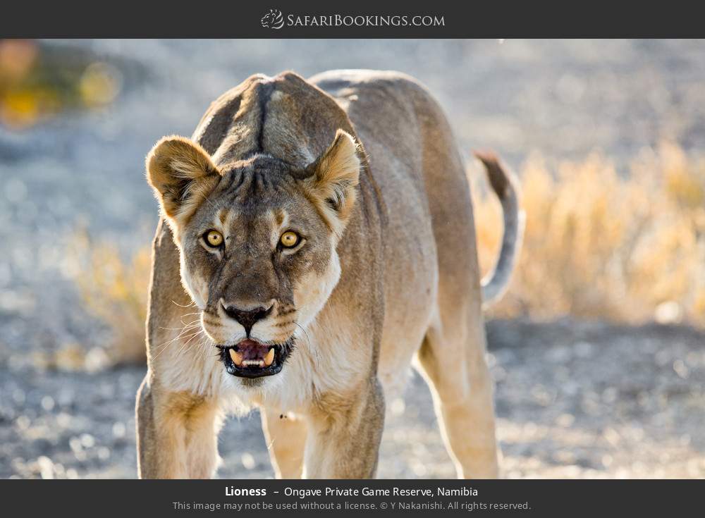 Lioness in Ongave Private Game Reserve, Namibia