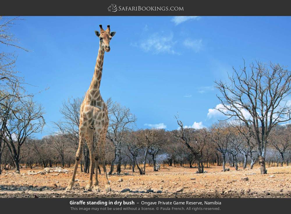 Giraffe standing in dry bush in Ongave Private Game Reserve, Namibia