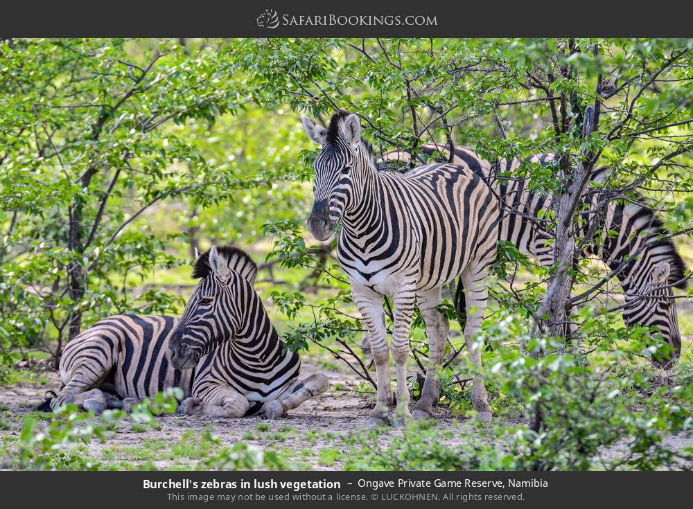 Plains zebras in lush vegetation in Ongave Private Game Reserve, Namibia