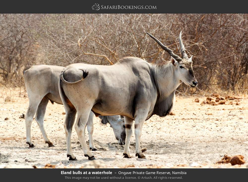 Eland bulls at a waterhole in Ongave Private Game Reserve, Namibia