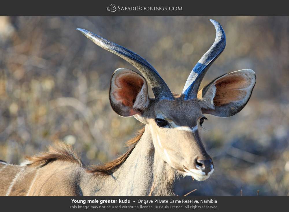 Young male greater kudu in Ongave Private Game Reserve, Namibia