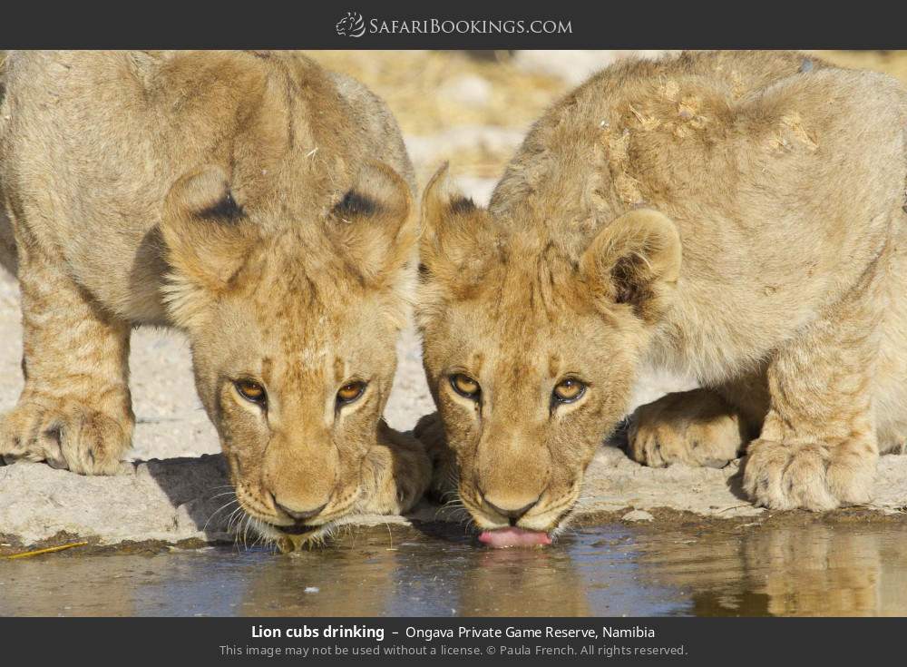 Lion cubs drinking in Ongava Private Game Reserve, Namibia