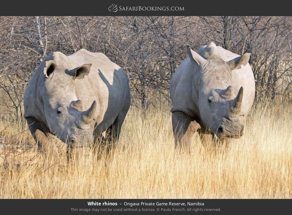 White rhinos in Ongava Private Game Reserve, Namibia