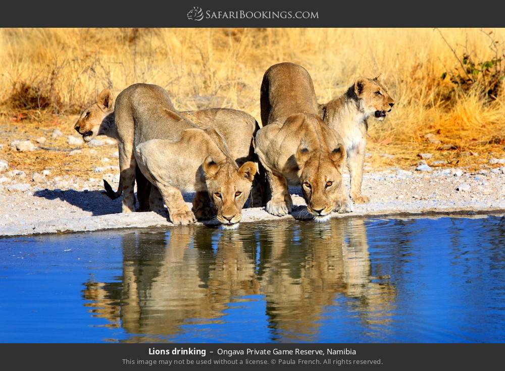 Lions drinking in Ongava Private Game Reserve, Namibia