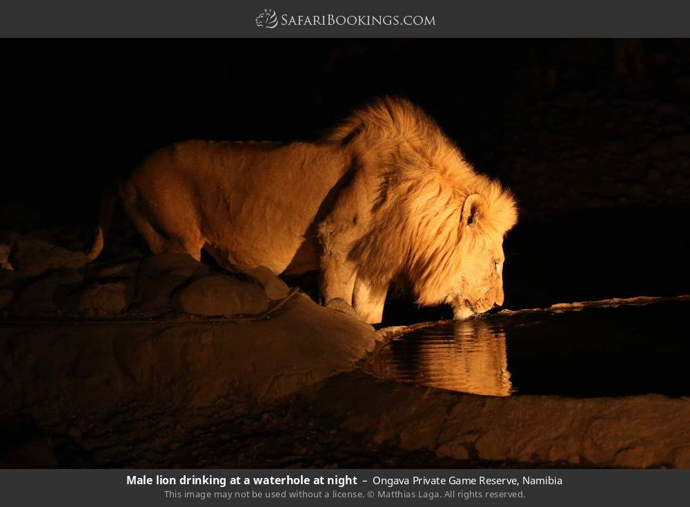 Male lion drinking at a waterhole at night in Ongava Private Game Reserve, Namibia