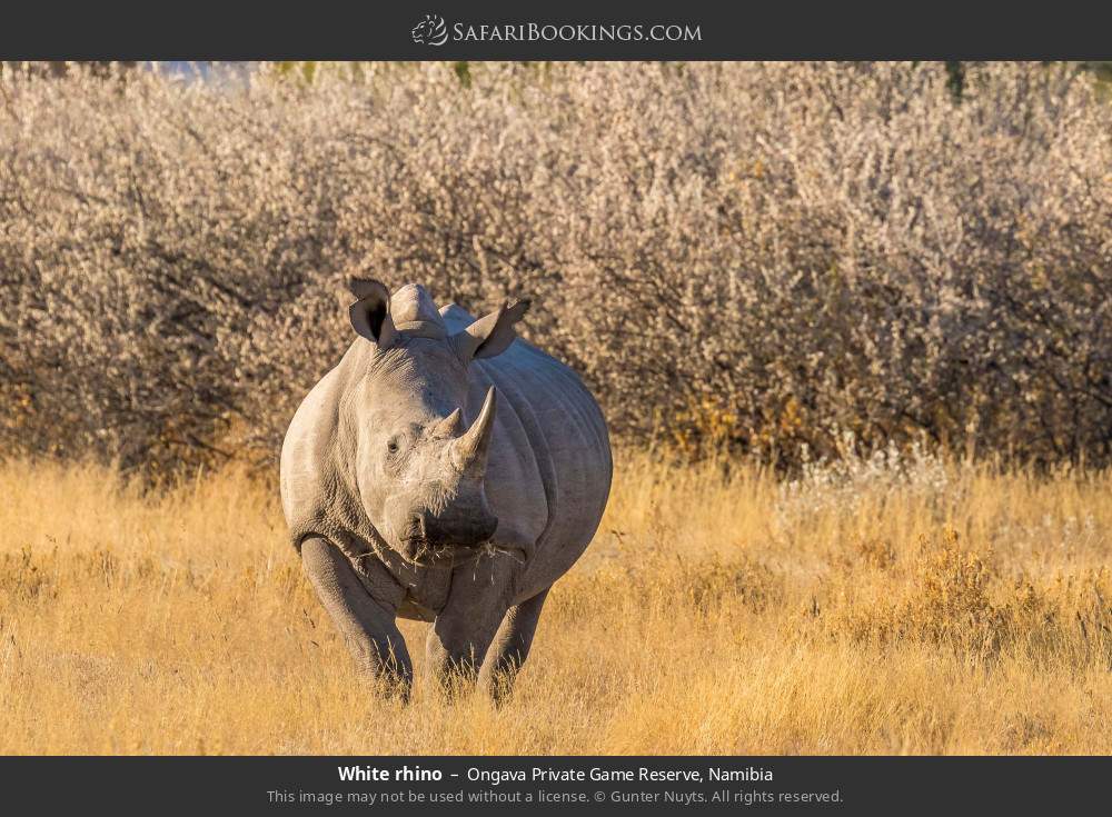 White rhino in Ongava Private Game Reserve, Namibia