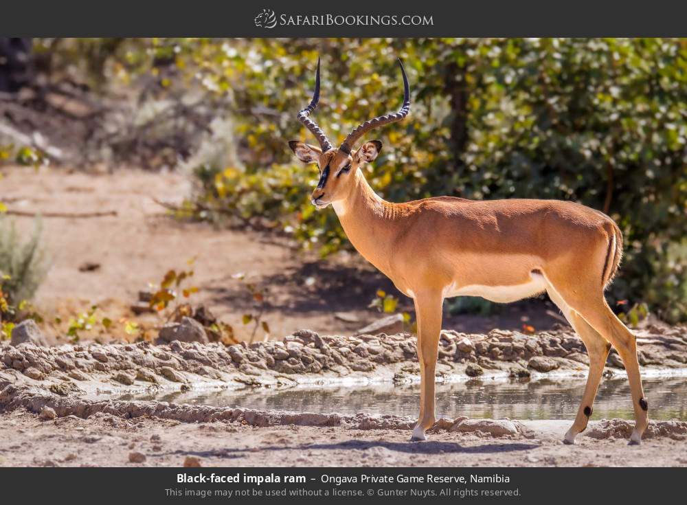 Black-faced impala ram in Ongava Private Game Reserve, Namibia