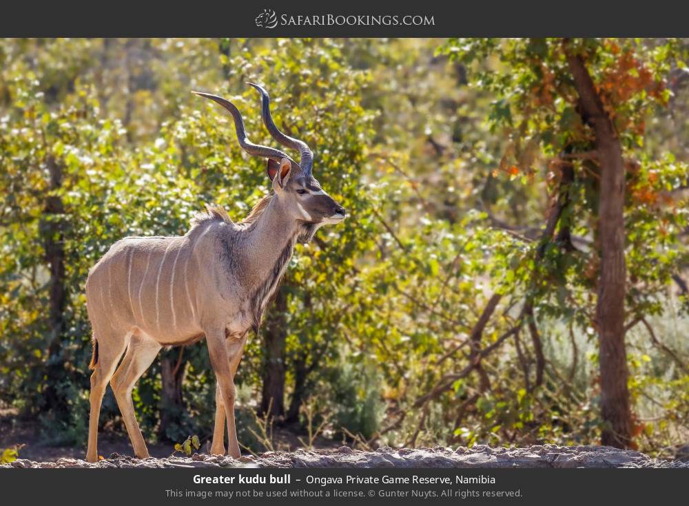 Greater kudu bull in Ongava Private Game Reserve, Namibia