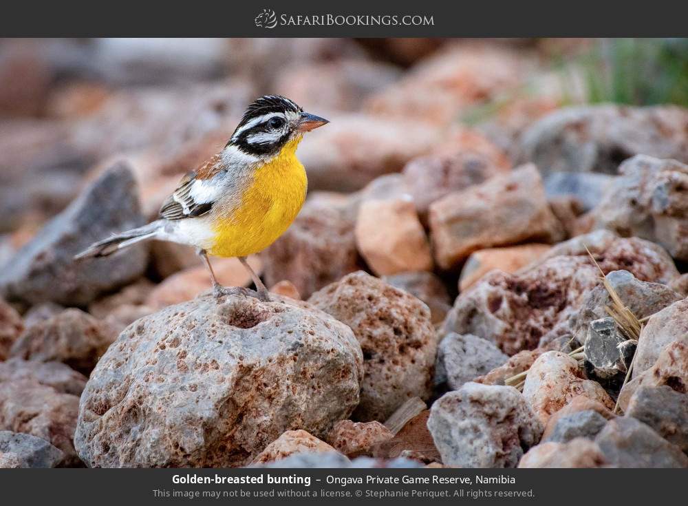 Golden-breasted bunting in Ongava Private Game Reserve, Namibia